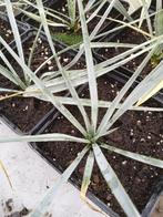 yucca rostrata, Jardin & Terrasse, Plantes | Jardin, Enlèvement