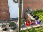 Cactus, Jardin & Terrasse, Plantes | Jardin