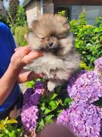 Pomeriaan pups te koop, Dieren en Toebehoren, België, Keeshond, CDV (hondenziekte), 8 tot 15 weken