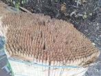 Houten piketten of paaltjes, Doe-het-zelf en Bouw, Hout en Planken, Ophalen, Nieuw