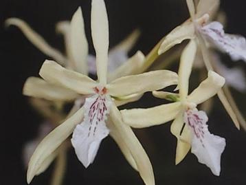 Orchidee plant, Miltonia flavescens beschikbaar voor biedingen