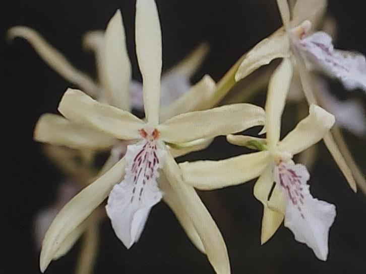 Orchidee plant, Miltonia flavescens, Huis en Inrichting, Kamerplanten, Overige soorten, Minder dan 100 cm, Bloeiende kamerplant