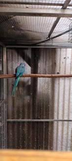 Halsbandparkiet, Dieren en Toebehoren, Vogels | Parkieten en Papegaaien, Parkiet, Geringd