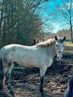 Paard, Dieren en Toebehoren, Paarden, Gechipt, Minder dan 160 cm, Ruin, 3 tot 6 jaar