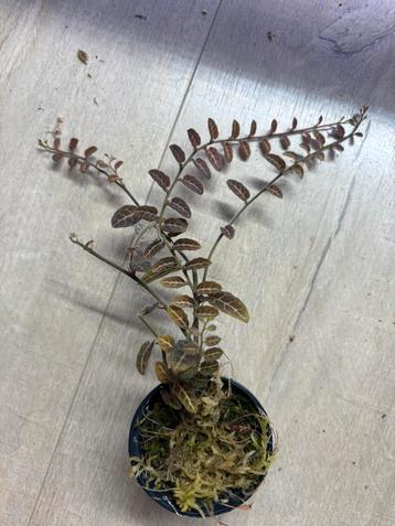 Solanum evolvifolium beschikbaar voor biedingen