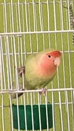 Chicca zoekt een nieuwe thuis!, Dieren en Toebehoren