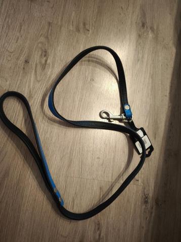 Leiband hond  beschikbaar voor biedingen