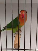 Fischeries en personata's, Dieren en Toebehoren, Geslacht onbekend, Dwergpapegaai of Agapornis, Geringd