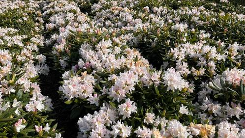 Rhododendron in verschillende soorten leverbaar, Tuin en Terras, Planten | Tuinplanten, Ophalen of Verzenden