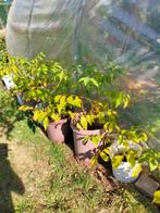 Walnotenboom, Tuin en Terras, Lente, Minder dan 100 cm, Ophalen, Volle zon