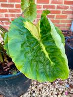 Colocasia White Lava, Tuin en Terras, Ophalen, Vaste plant, Overige soorten