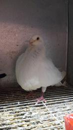 Meerdere koppels jennens te koop, Dieren en Toebehoren, Vogels | Duiven, Meerdere dieren, Kropper