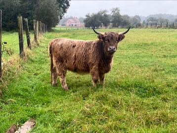 Prachtige dun Schotse hooglander vaars beschikbaar voor biedingen