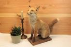 Taxidermie - opgezette jonge vos, Enlèvement ou Envoi, Animal sauvage, Animal empaillé