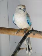 Roodrugparkiet, Animaux & Accessoires, Oiseaux | Perruches & Perroquets