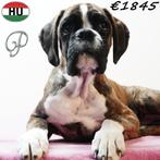 Boxer - Speelse teefjes met stamboom te koop, Dieren en Toebehoren, Honden | Bulldogs, Pinschers en Molossers, 15 weken tot 1 jaar