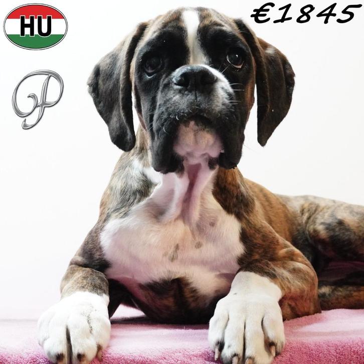Boxer - Speelse teefjes met stamboom te koop, Dieren en Toebehoren, Honden | Bulldogs, Pinschers en Molossers, Teef, Overige rassen