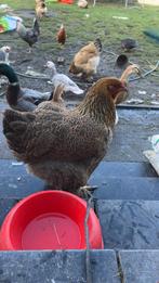 Animaux, Animaux & Accessoires, Enlèvement