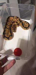 Ballpython, Dieren en Toebehoren, Slang, Tam, 0 tot 2 jaar