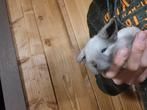 Super lieve nederlandse dwerg hangoortjes, Dieren en Toebehoren, Konijnen