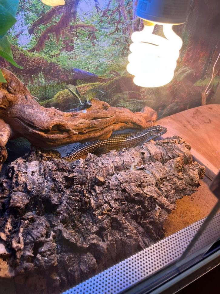 Lezard a plaque du soudan 2 ans male, Dieren en Toebehoren, Reptielen en Amfibieën | Toebehoren, Zo goed als nieuw, Ophalen