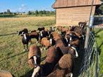 Zwartbles  ram, Dieren en Toebehoren