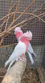 Kweekkoppel rose kaketoe, Bagué