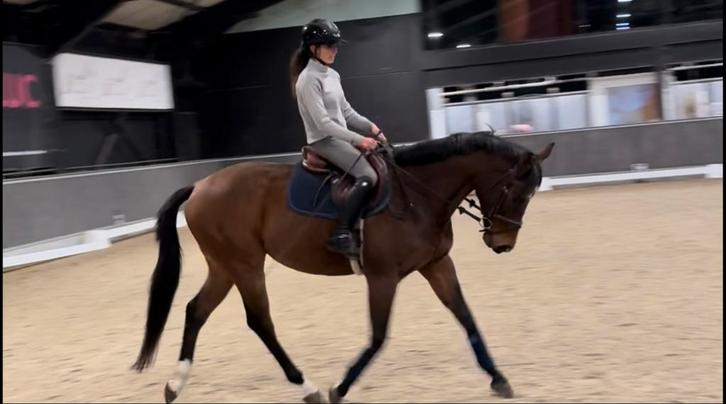 Heel braaf 7 jarige recreatie ruin te koop!, Dieren en Toebehoren, Overige Dieren-accessoires, Ophalen of Verzenden