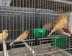 Koppel kanaries met drie 17 dagen oude jongen te koop