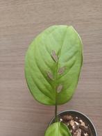 Monstera esqueleto, Ophalen of Verzenden