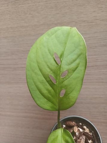 Monstera esqueleto  beschikbaar voor biedingen
