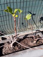vijgenboompje in pot, Tuin en Terras, Planten | Fruitbomen, Ophalen, Lente, In pot, 100 tot 250 cm