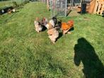 Broedeieren brahma groothoender, Dieren en Toebehoren, Pluimvee, Geslacht onbekend, Kip
