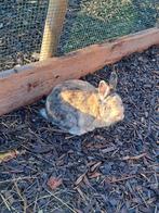 Konijnen 2 mannetjes, Dieren en Toebehoren