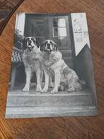 echte foto kaart hotel Post Stuben st bernardshond, Verzamelen, Ophalen of Verzenden, Nieuw, Foto