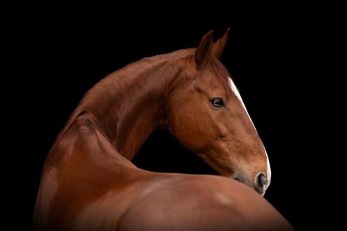 de allerliefste allround Lusitano ruin - familiepaard, Dieren en Toebehoren, Paarden, Ruin, B, Minder dan 160 cm, 11 jaar of ouder