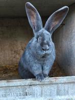 Vlamese Reus, Dieren en Toebehoren