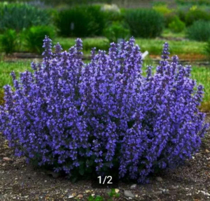 Nepeta racemosa 'Grog', Tuin en Terras, Planten | Tuinplanten, Vaste plant, Bodembedekkers, Volle zon, Ophalen