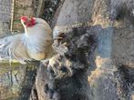 Brahma haan is nu 1 jaar oud, Dieren en Toebehoren, Pluimvee