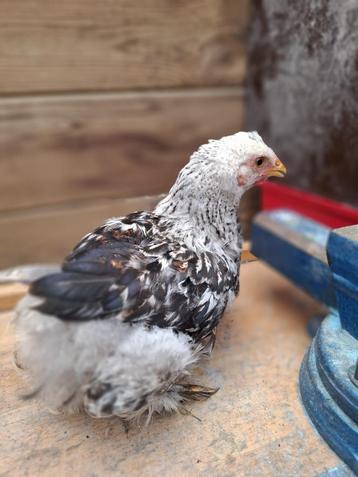 Brahma kip beschikbaar voor biedingen