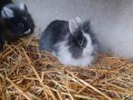 Leeuwenkopjes, Dieren en Toebehoren, Konijnen, Meerdere dieren, Klein, 0 tot 2 jaar