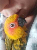 Bébé conure soleil eam, Dieren en Toebehoren, Vogels | Parkieten en Papegaaien