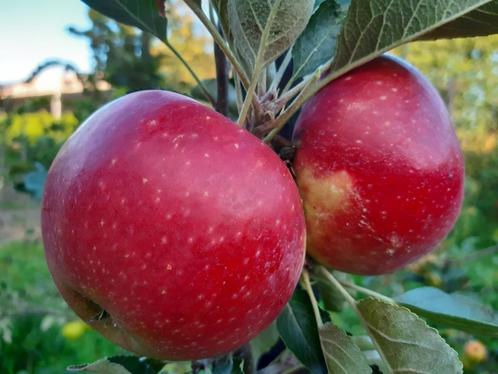 fruitbomen - appelbomen in prijs verlaagd, Tuin en Terras, Planten | Fruitbomen, Appelboom, 100 tot 250 cm, Lente, Ophalen