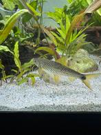 Golden algen eter, Dieren en Toebehoren, Vissen | Aquariumvissen, Vis, Zoetwatervis