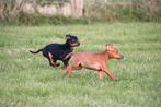 Dwergpinscher pups te koop, Dieren en Toebehoren, Honden | Bulldogs, Pinschers en Molossers, 15 weken tot 1 jaar, Overige rassen