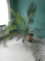 kamerplanten, Ophalen