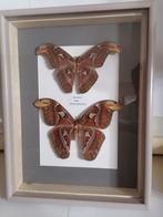Taxidermy, Verzamelen, Verzenden, Nieuw, Insect, Opgezet dier