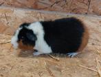 Cavia's. Us teddy cavia, Maart, Cavia