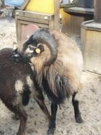 Kameroen ram, Mannelijk, Schaap, 3 tot 5 jaar