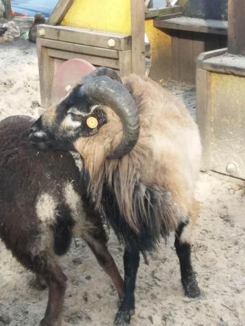 Kameroen ram  beschikbaar voor biedingen